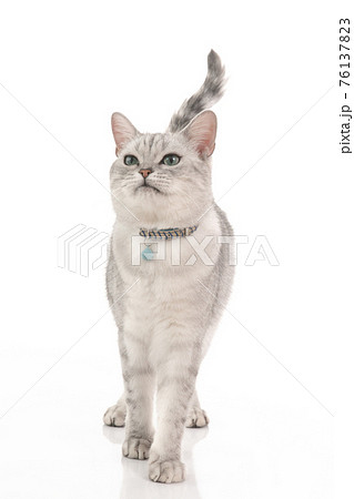 British cat walking on white background,isolated 76137823
