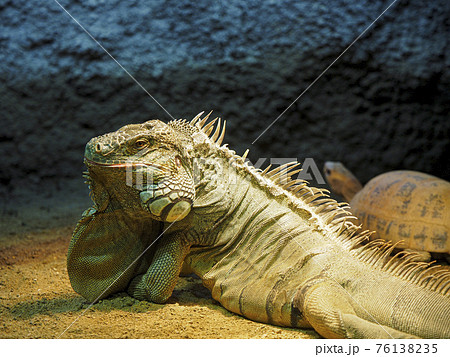 iguana lamp