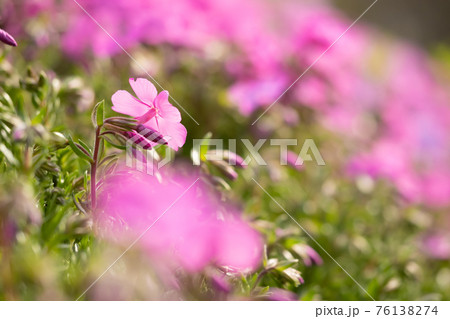 満開の芝桜のお花畑は濃いピンク色の花がいっぱいの写真素材 満開の芝桜のお花畑は濃いピンク色の花がいっぱいの写真素材