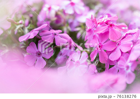 満開の芝桜のお花畑は濃いピンク色の花がいっぱいの写真素材 満開の芝桜のお花畑は濃いピンク色の花がいっぱいの写真素材