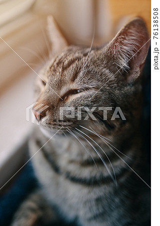 Tabby pussycat sits near windowsill. 76138508