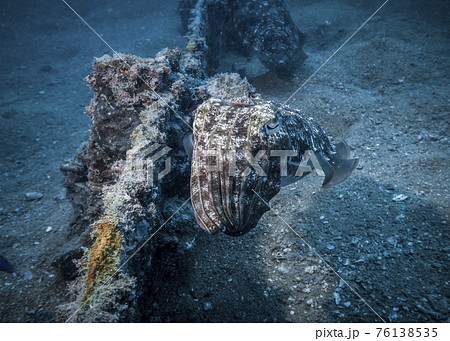 Cuttlefish at the bottom of the Indian ocean Cuttlefish at the bottom of the Indian ocean 76138535