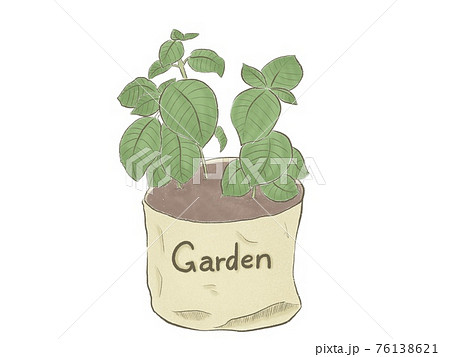オシャレな鉢カバーに入ったバジルのイラスト素材