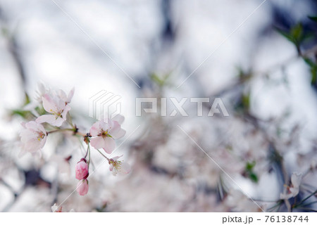 敷島公園祇園の枝垂れ桜　孫木 76138744