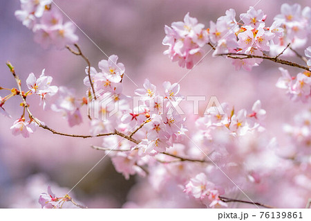 天下第一の桜　高遠城址公園のタカトオコヒガンザクラと青空　【長野県】 76139861