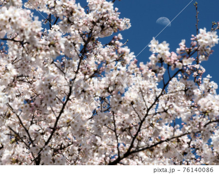 太宰府市民の森 桜と半月 太宰府市民の森 桜と半月 76140086