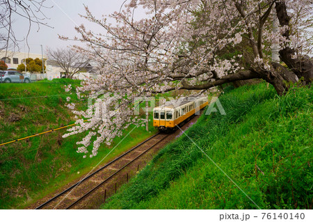 桜　電車(ことでん琴平線)　香川県綾川町 76140140