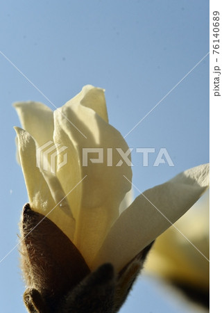 咲き始めた辛夷の花 76140689