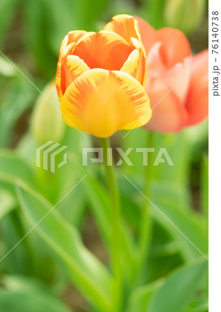 色とりどりのチューリップのお花畑 色とりどりのチューリップのお花畑 76140738