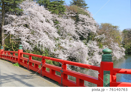 高岡古城公園の桜 76140763