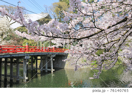 高岡古城公園の桜 76140765