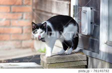 Cat with GPS escapes from a cat door Cat with GPS escapes from a cat door 76140792