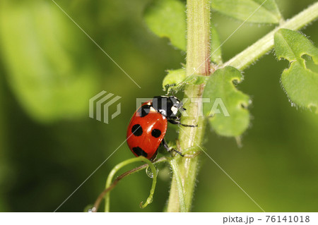 ナナホシテントウ ナナホシテントウ 76141018