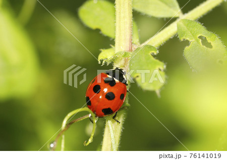 ナナホシテントウ 76141019