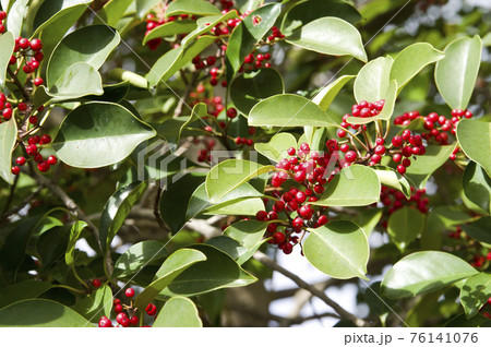 クロガネモチの木が赤い実を付けています。学名はIlex rotundaです。 クロガネモチの木が赤い実を付けています。学名はIlex rotundaです。 76141076