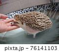 きれい かわいい 動物 76141103
