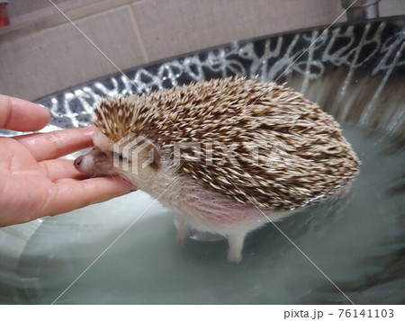 きれい かわいい 動物 76141103