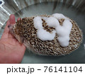 ペット 動物 きれい 76141104