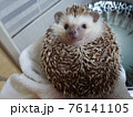きれい かわいい 動物 76141105
