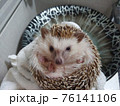 かわいい きれい 動物 76141106
