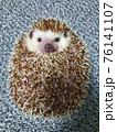動物 ペット ハリネズミ 76141107