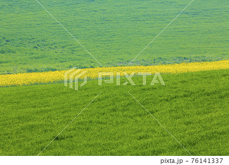 風景 フェンス 緑 76141337