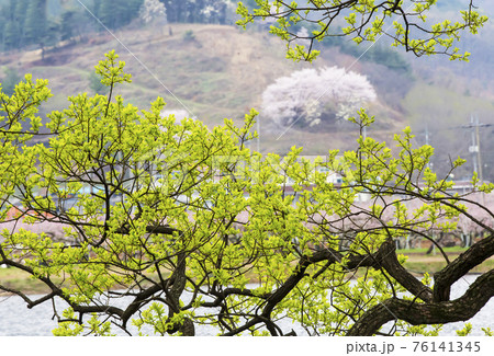 池 貯水池 木 76141345