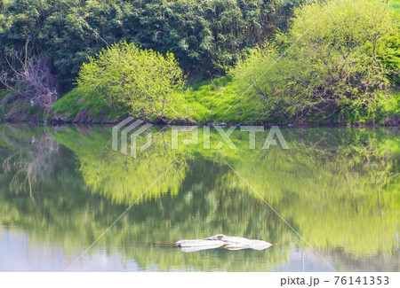 湖 森 森林 76141353