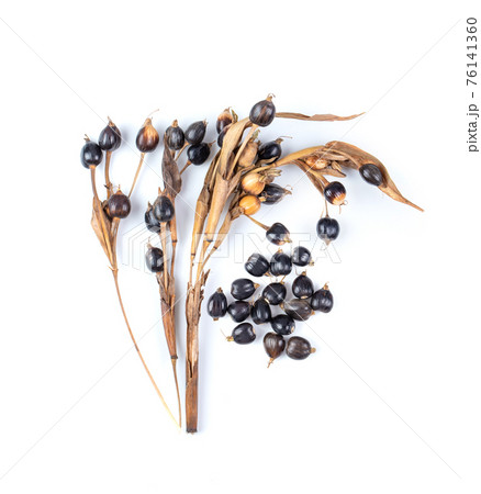 jobs tears isolated on white background 76141360