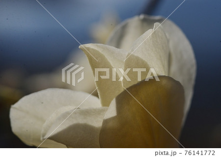 辛夷の白い花びら 辛夷の白い花びら 76141772