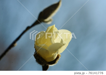 辛夷の咲き始めた白い花びらと蕾 辛夷の咲き始めた白い花びらと蕾 76141776
