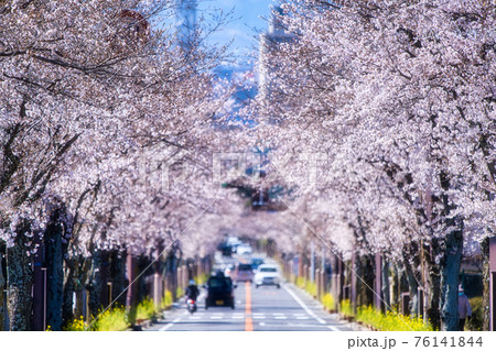 武田通りの桜並木 武田通りの桜並木 76141844