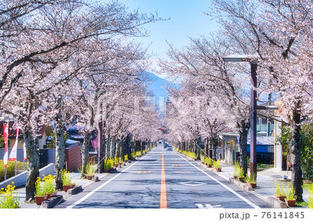 武田通りの桜並木 76141845