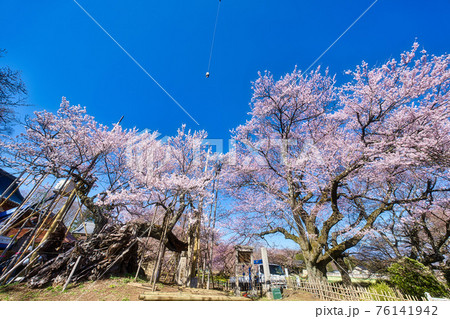 実相寺の山高神代桜 76141942