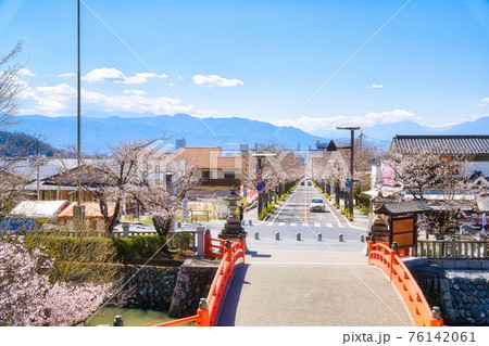 武田通りの桜並木 武田通りの桜並木 76142061