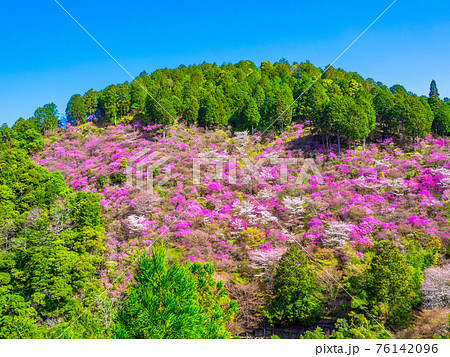 京都高雄のツツジと山桜 76142096