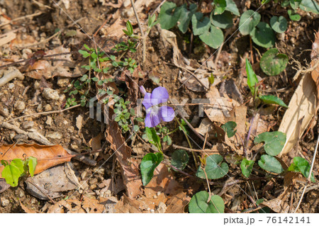 大和葛城山の登山道に咲くニオイタチツボスミレ 大和葛城山の登山道に咲くニオイタチツボスミレ 76142141