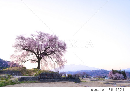わに塚の桜 わに塚の桜 76142214