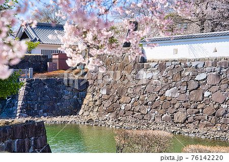 舞鶴城公園の桜の写真素材