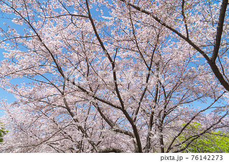 花博記念公園 鶴見緑地の桜の写真素材