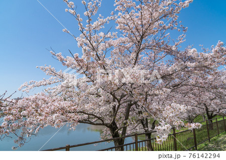 花博記念公園 鶴見緑地の桜の写真素材