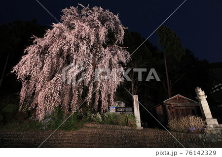 青梅市  梅岩寺の夜桜 76142329
