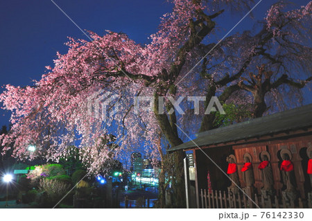 青梅市 梅岩寺の夜桜 青梅市 梅岩寺の夜桜 76142330