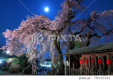青梅市  梅岩寺の夜桜 青梅市  梅岩寺の夜桜 76142331