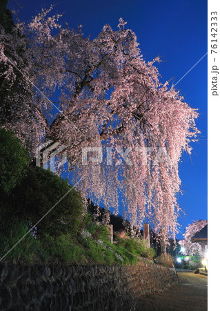 青梅市  梅岩寺の夜桜 76142333