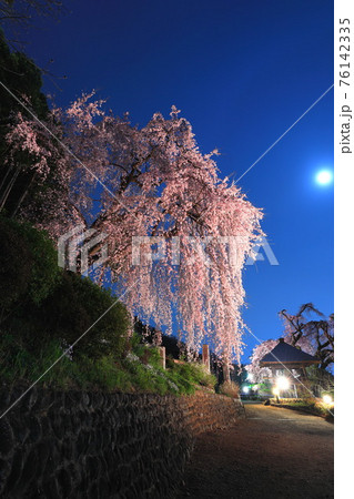 青梅市  梅岩寺の夜桜 76142335