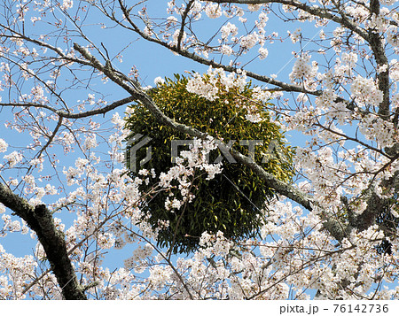 岡城址の桜と宿り木 大分県竹田市竹田 岡城址の桜と宿り木 大分県竹田市竹田 76142736