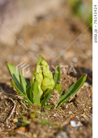 芽を出したヒヤシンス 芽を出したヒヤシンス 76143424