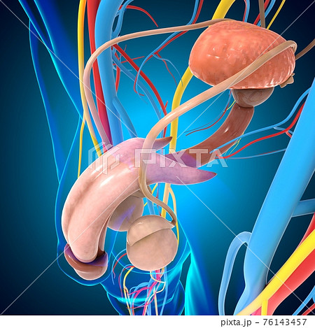 Male Reproductive System Anatomy For Medical Concept 3D Illustration 76143457