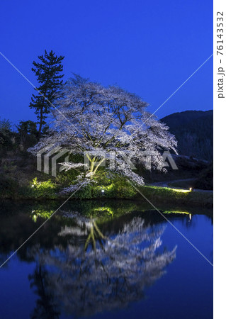 ジラカンスの桜 ジラカンスの桜 76143532